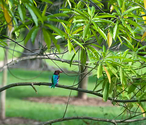 A kingfisher surveys its surroundings